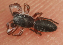 Tutelina similis