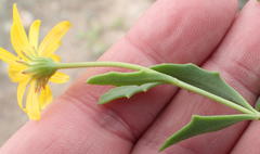 Osteospermum sinuatum sinuatum