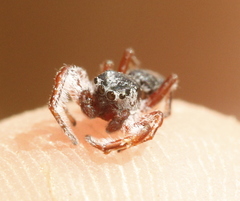 Tutelina similis