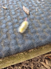 Calliteara pudibunda