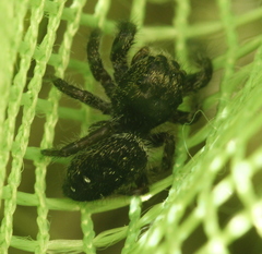 Phidippus olympus
