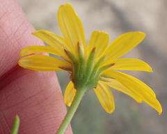 Osteospermum sinuatum sinuatum