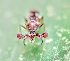 Megalabops quadriguttata