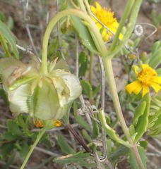 Osteospermum sinuatum sinuatum