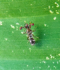 Megalabops quadriguttata