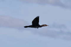 Phalacrocorax carbo image