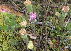 Crassula pyramidalis