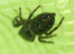 Phidippus olympus