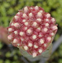 Crassula pyramidalis