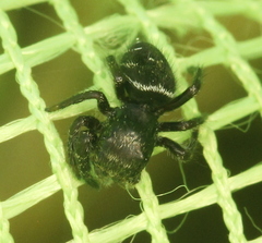 Phidippus olympus