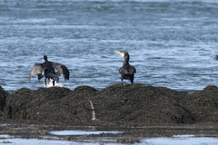 Phalacrocorax carbo image