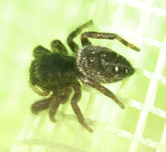 Phidippus olympus