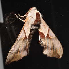 Smerinthus saliceti