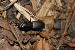 Mecodema spiniferum