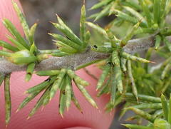 Aspalathus hirta hirta