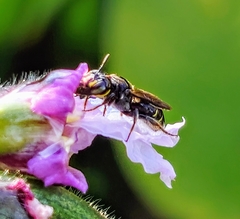 Ceratina perforatrix pyramidalis