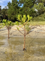 Rhizophora mangle image