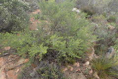 Aspalathus hirta hirta