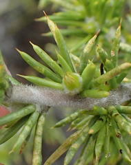 Aspalathus hirta hirta