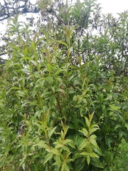 Chromolaena perglabra