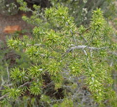 Aspalathus hirta hirta