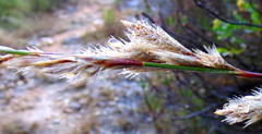 Thamnochortus cinereus
