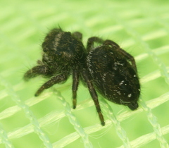 Phidippus olympus