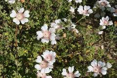 Anisodontea dissecta