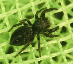 Phidippus olympus