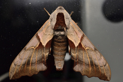 Smerinthus saliceti