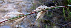Thamnochortus cinereus