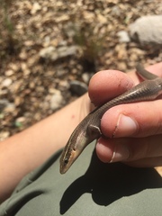 Plestiodon tetragrammus brevilineatus