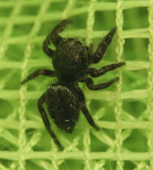 Phidippus olympus