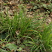 Carex olbiensis - Photo (c) François-Xavier Taxil, some rights reserved (CC BY-NC), uploaded by François-Xavier Taxil