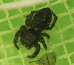 Phidippus olympus