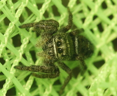 Phidippus olympus