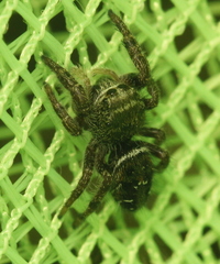 Phidippus olympus
