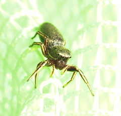 Tutelina similis