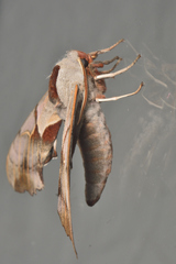 Smerinthus saliceti