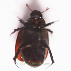 Scarabaeidae