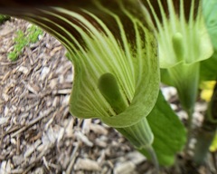 Arisaema triphyllum