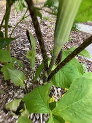 Arisaema triphyllum
