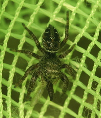 Phidippus olympus