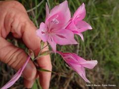 Gladiolus microcarpus