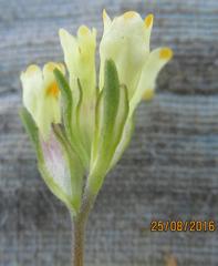 Polycarena rariflora