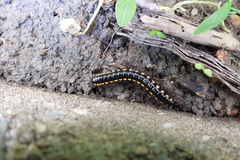 Anoplodesmus saussurii