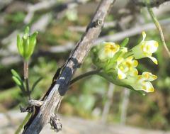 Polycarena rariflora