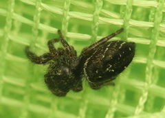 Phidippus olympus