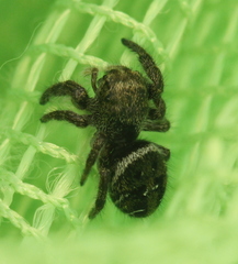 Phidippus olympus