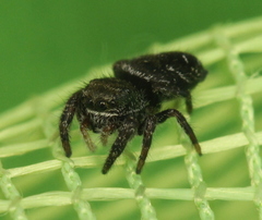 Phidippus olympus